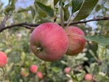 Melrose Apple Tree