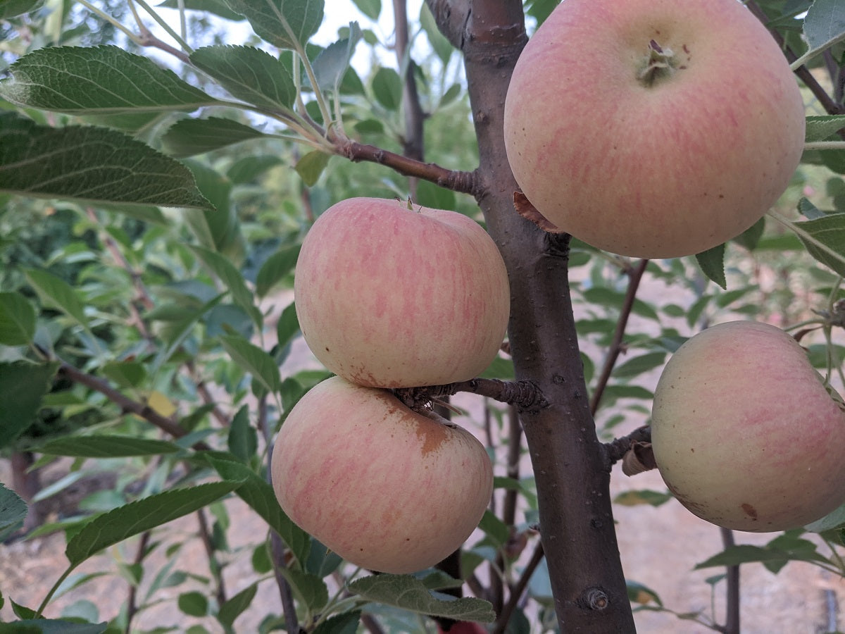 Mendocino Cox Apple