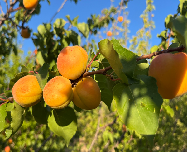 Ripe apricots on a tree branch with green leaves against a blue sky.