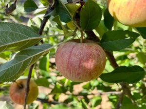 Morgan Apple Tree