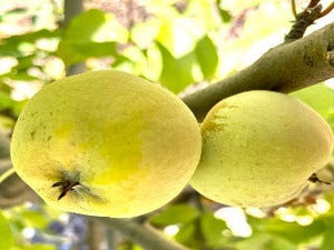 Morgenduft Apple Tree