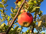 Mountaineer Apple Tree