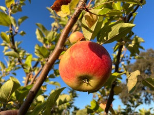 Mountaineer Apple Tree