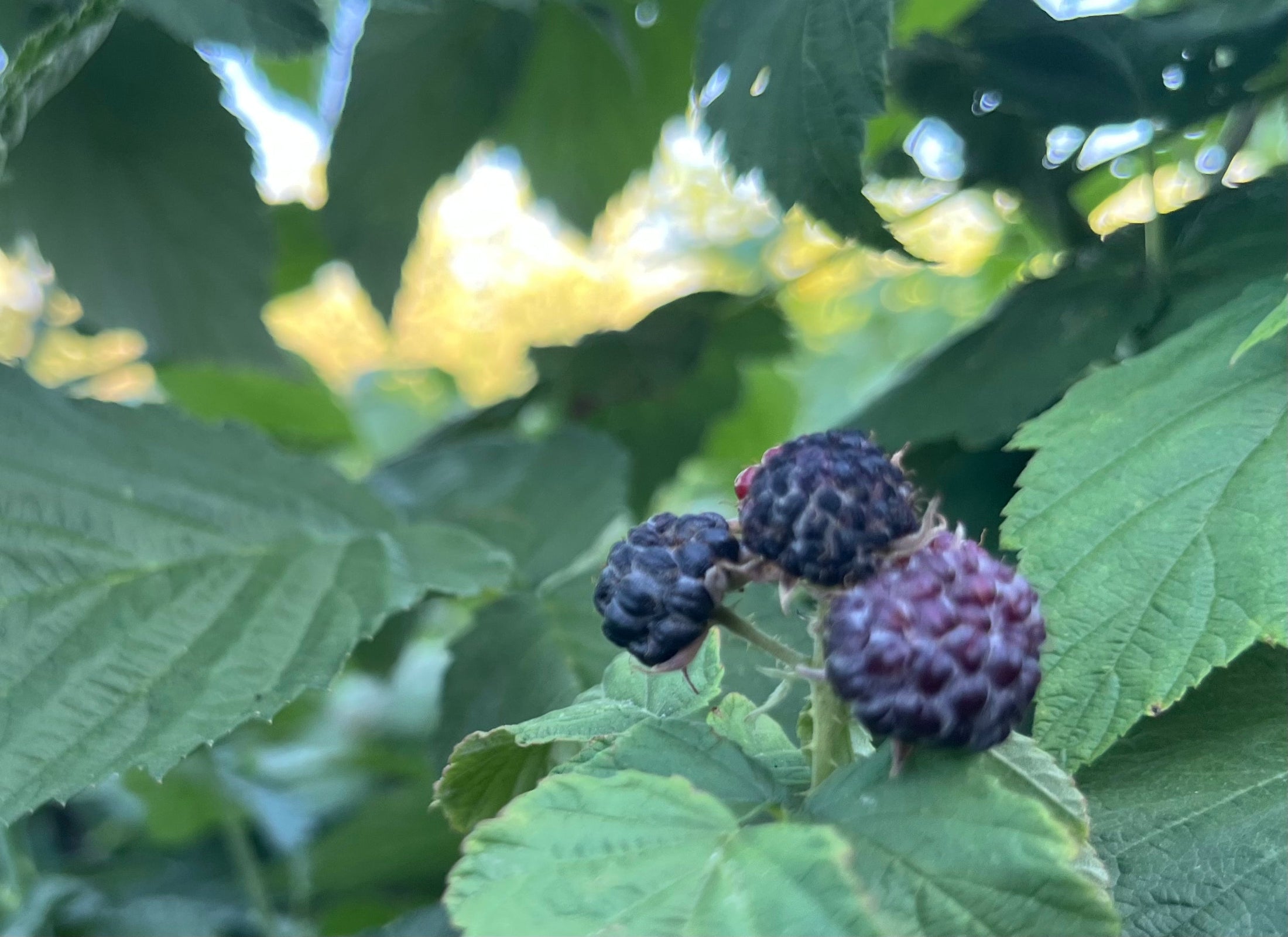 Close-up of blackberries on a leafy branch with a blurred green background