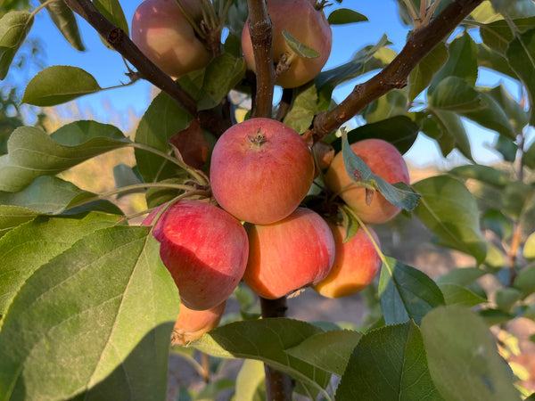 A close-up outdoor shot of several red and orange apples growing on a tree branch with green leaves and blue sky in the background.