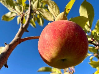 Myers Royal Limbertwig