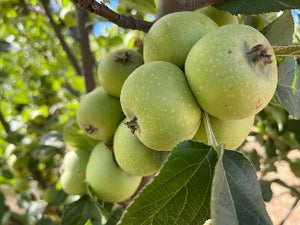 Honeycrisp Apple – Trees of Antiquity