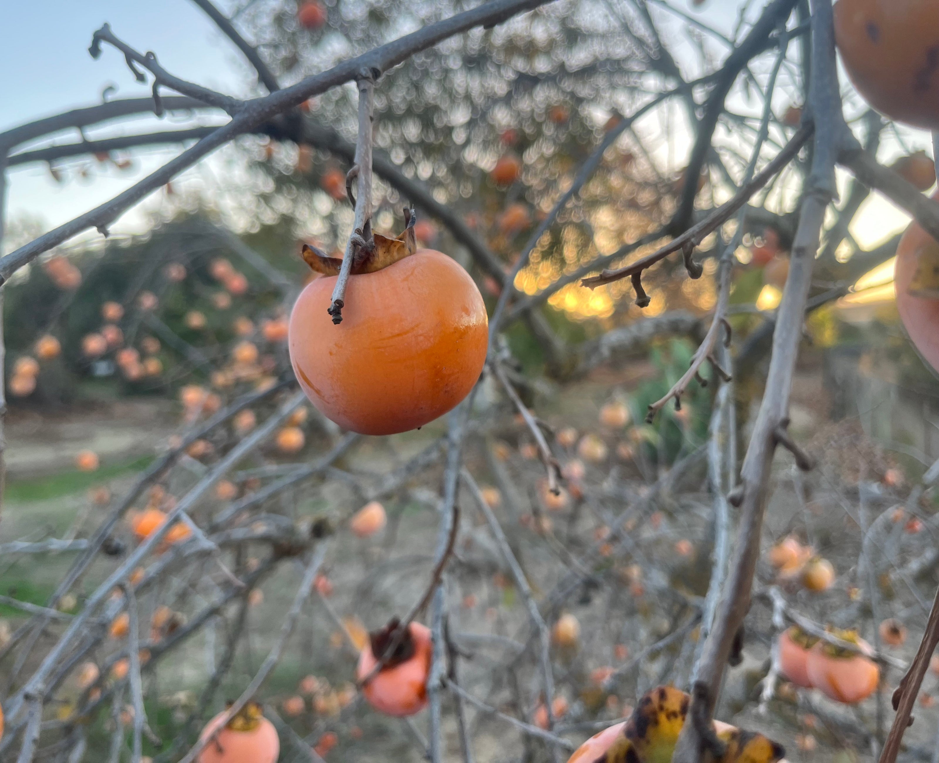 Nikitskaya Bordovaya