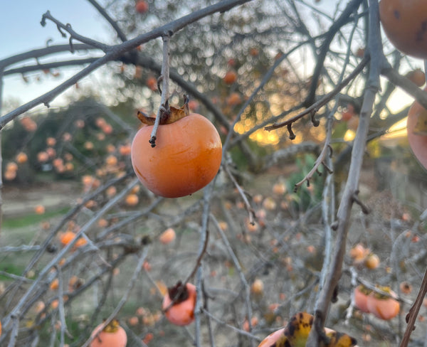 Nikitskaya Bordovaya
