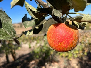 Nodhead Apple Tree