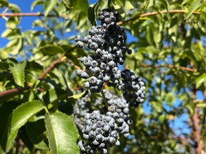 Nova Elderberry