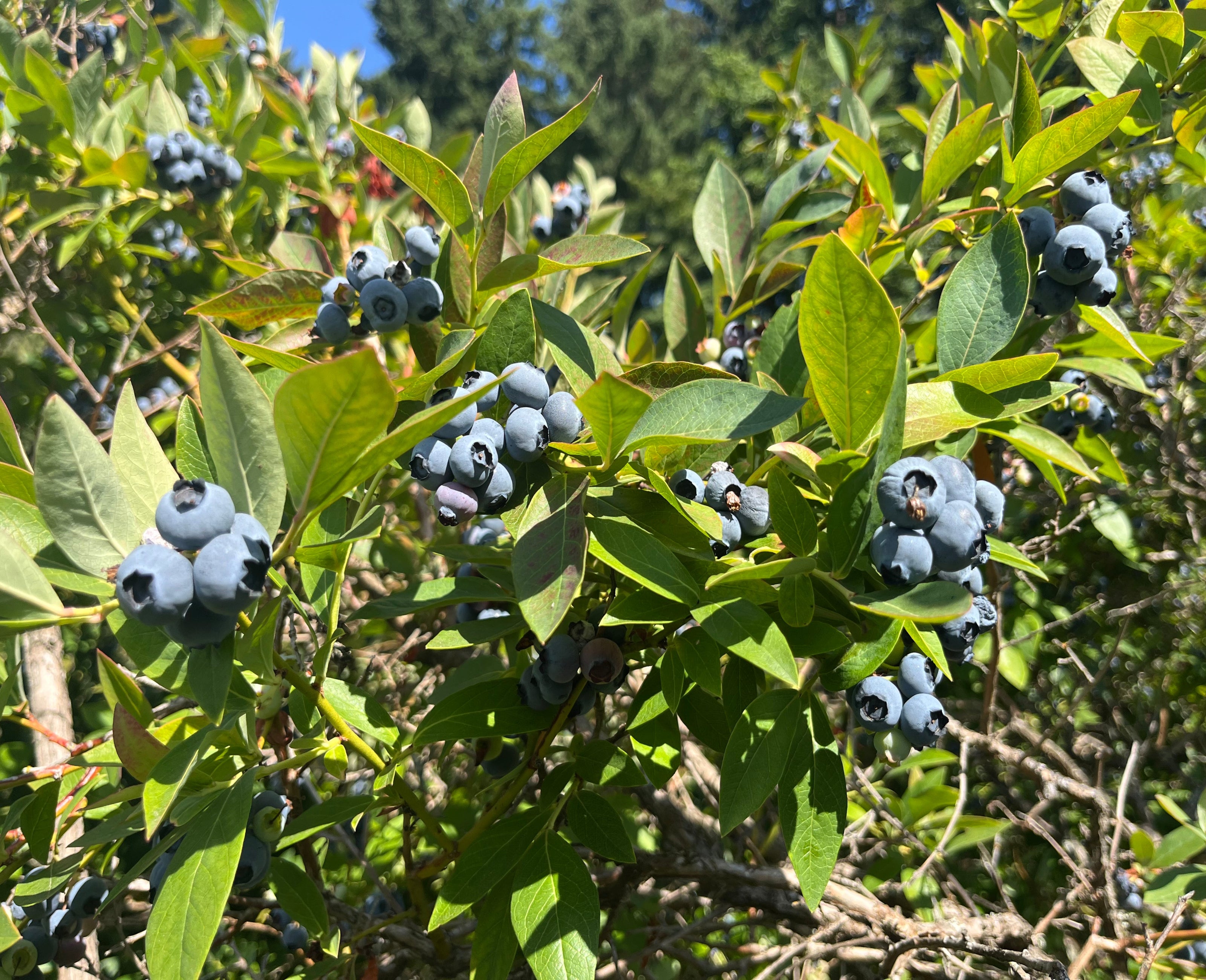 Blueberries growing on a bush with green leaves
