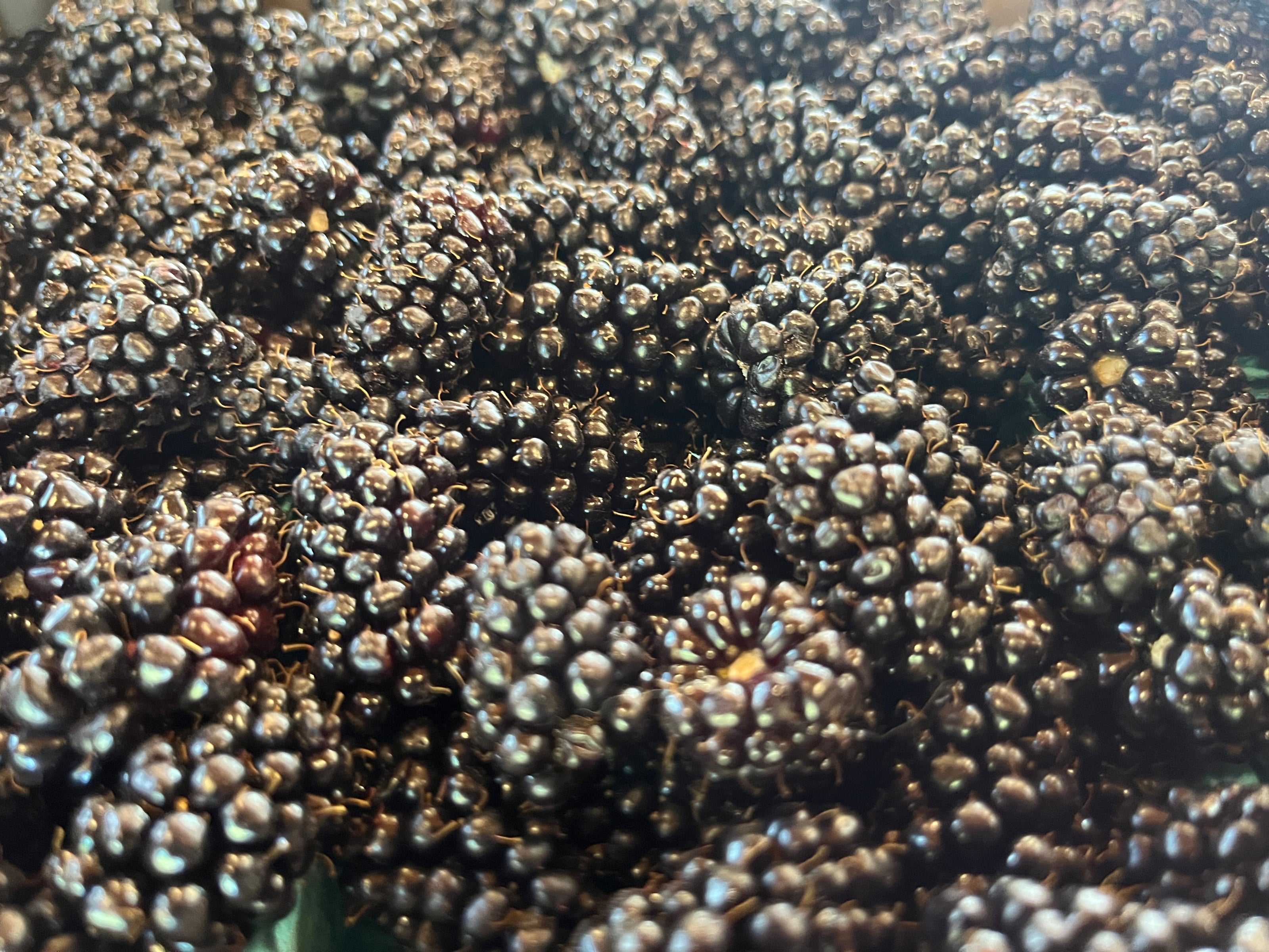 Close-up of a cluster of blackberries with a dark background