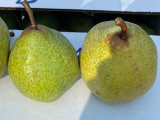Passé Crassane Pear