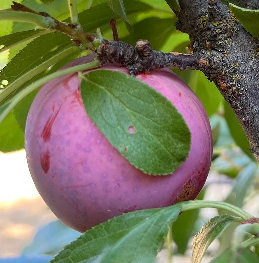 Purple plum fruit on a branch with green leaves