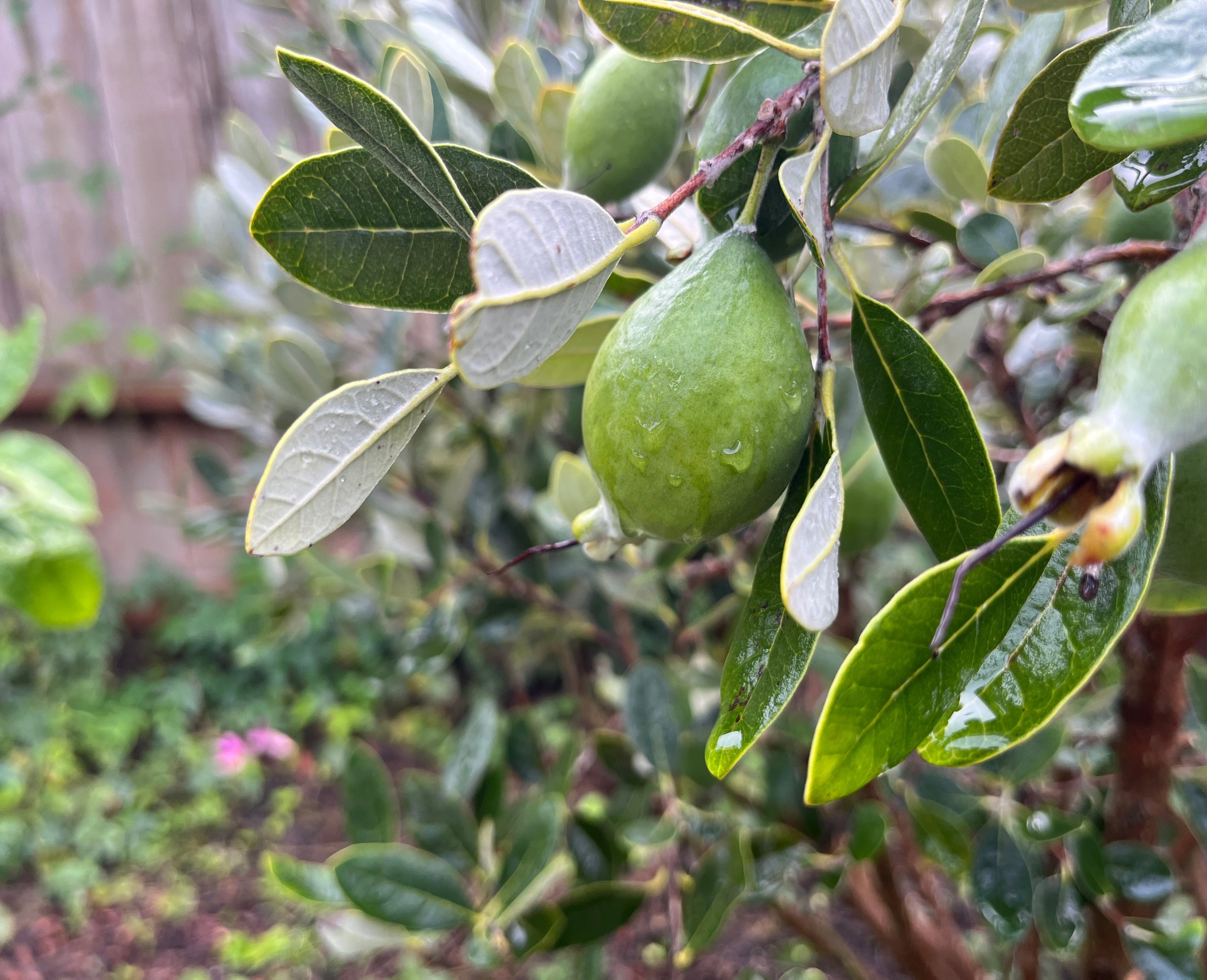 Green fruit on a tree branch with leaves