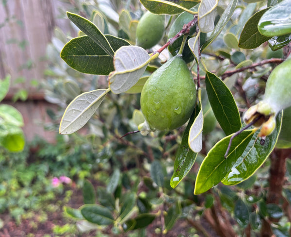 Green fruit on a tree branch with leaves