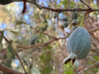 Kakariki™ Feijoa