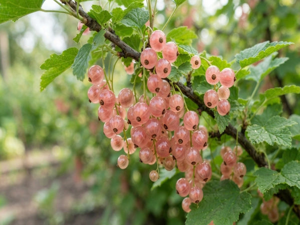Pink currants hanging from a branch with green leaves in a garden setting.