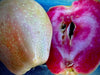 Pink Pearl Apple