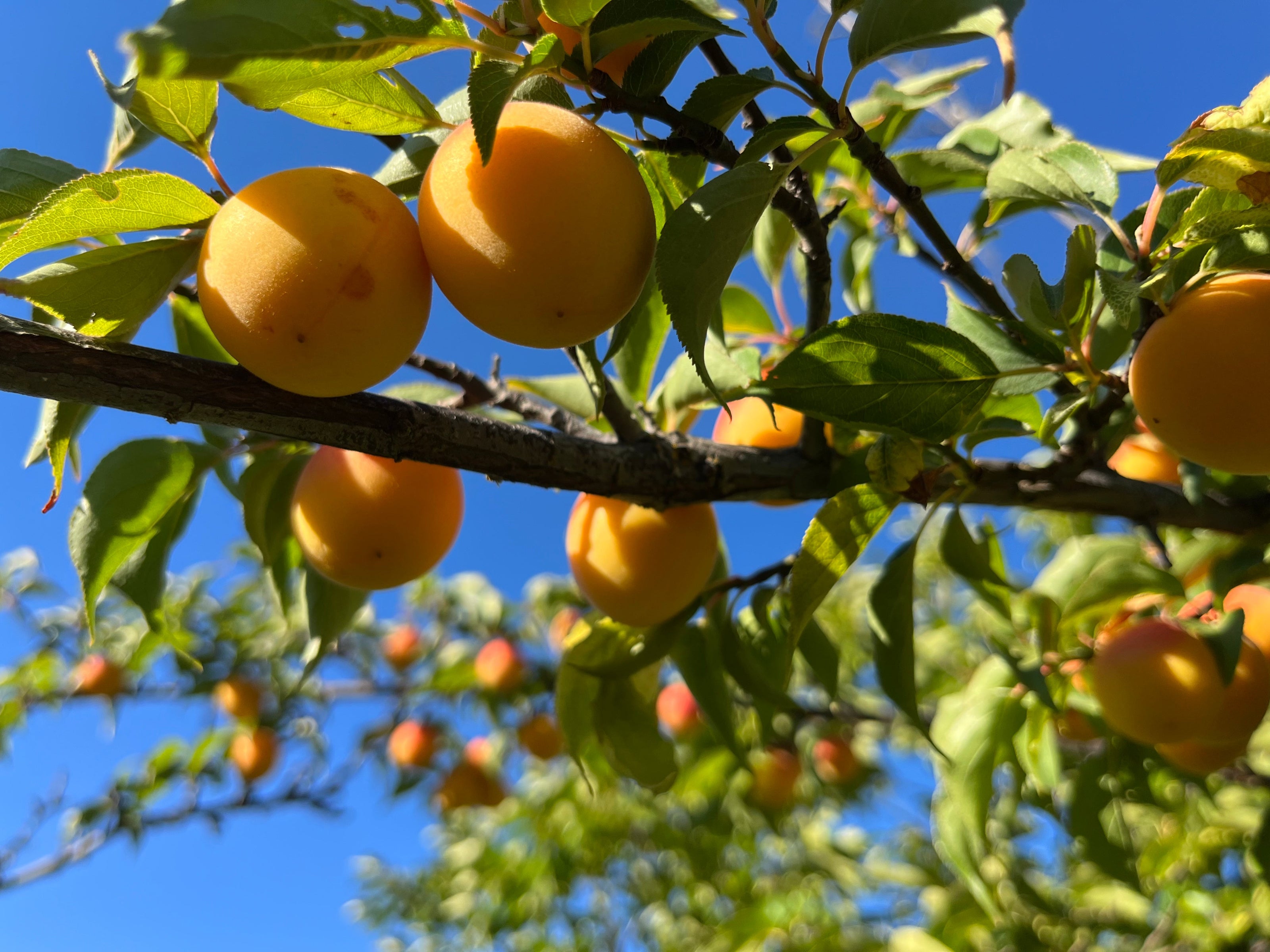 Oranges hanging from a tree with a clear blue sky background