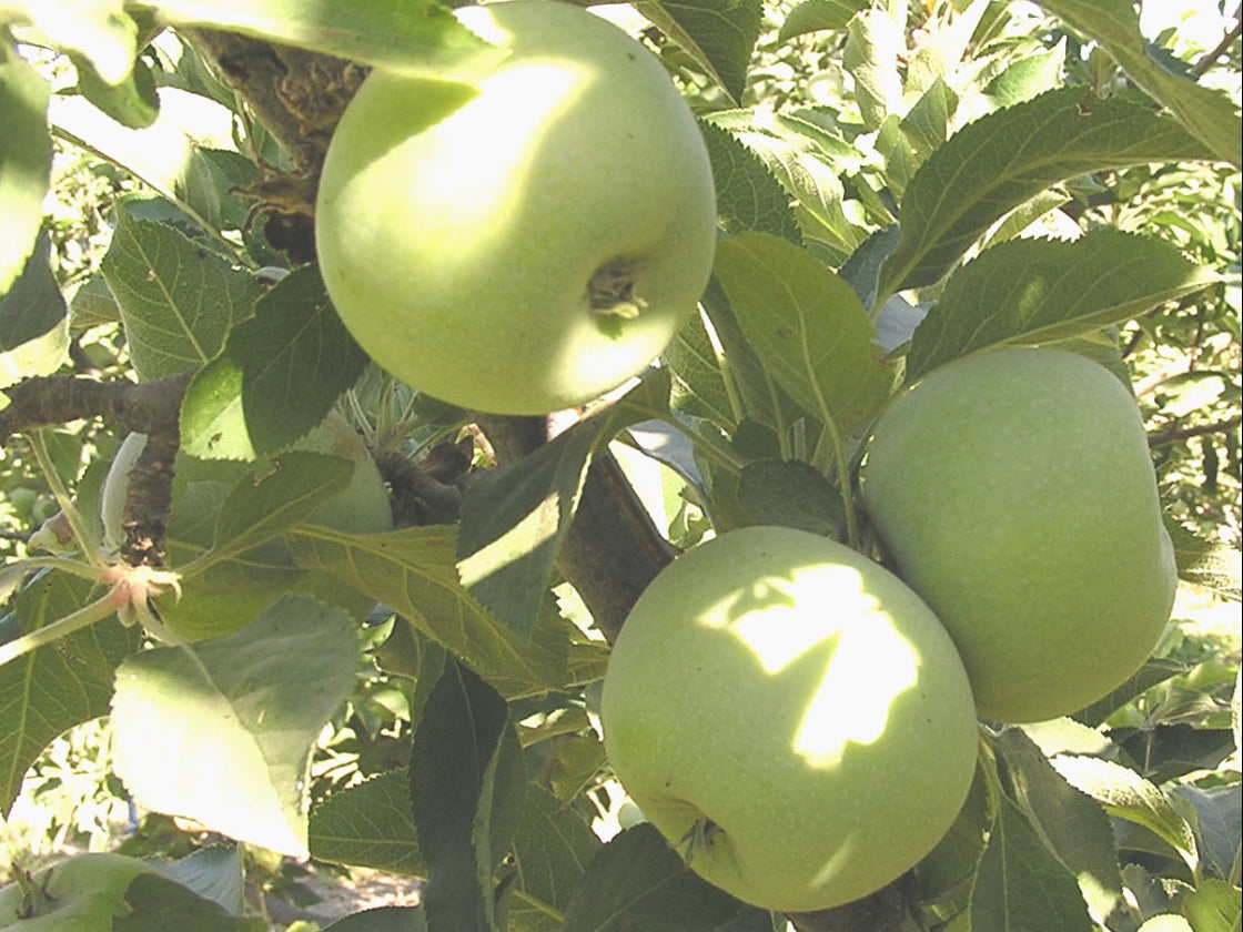 Green apples on a tree branch with leaves