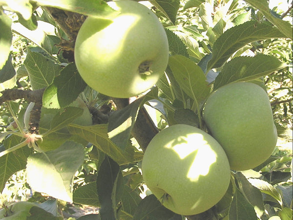 Green apples on a tree branch with leaves
