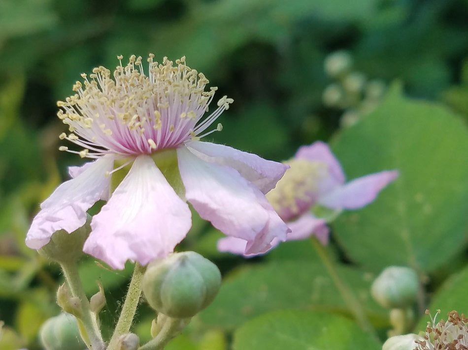 A close-up photograph of a light pink wildflower with a dense center of pale yellow stamens, surrounded by green leaves and buds.