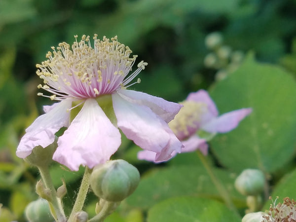 A close-up photograph of a light pink wildflower with a dense center of pale yellow stamens, surrounded by green leaves and buds.
