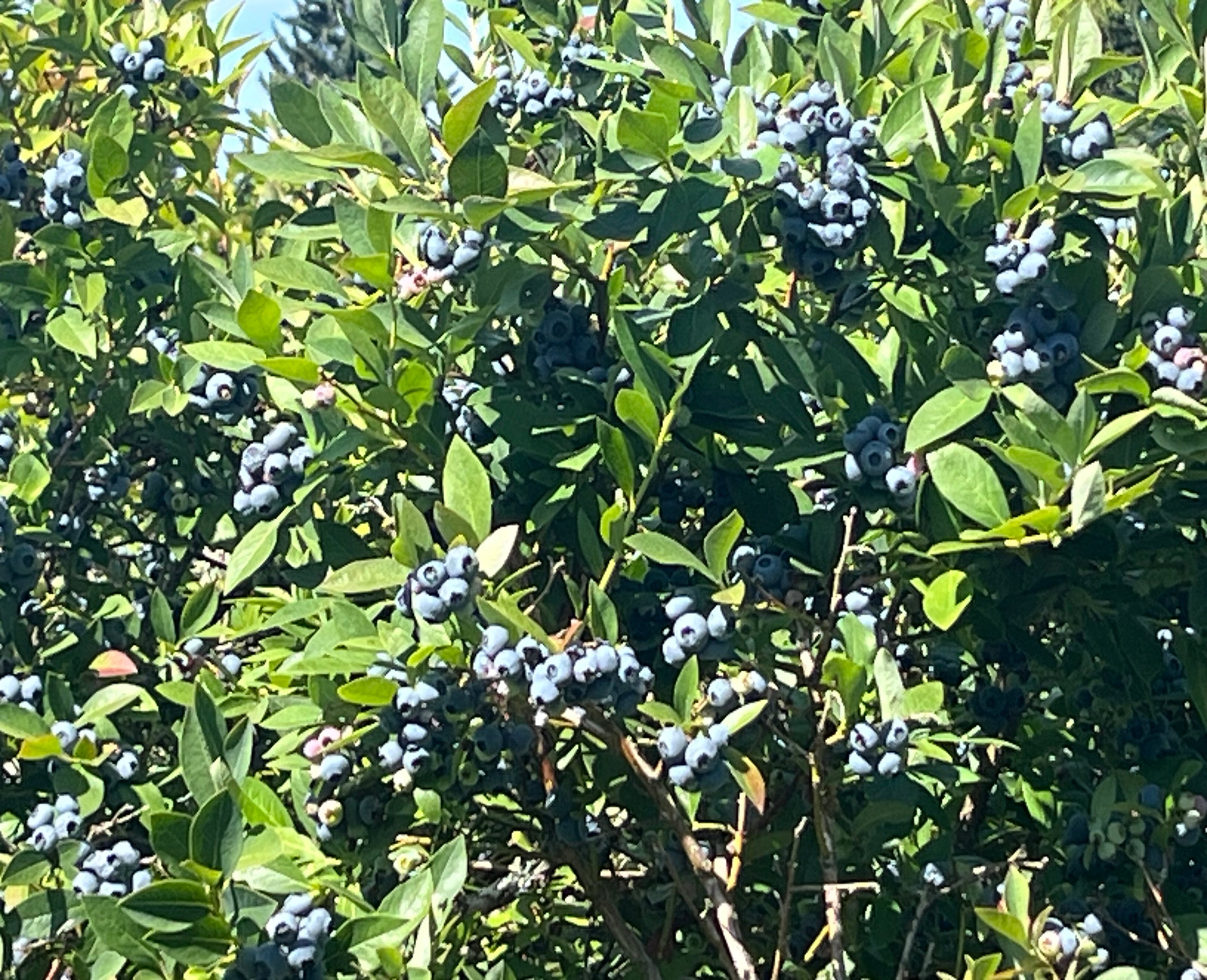 Blueberries growing on a bush with green leaves