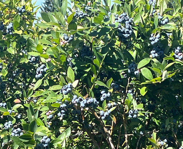 Blueberries growing on a bush with green leaves