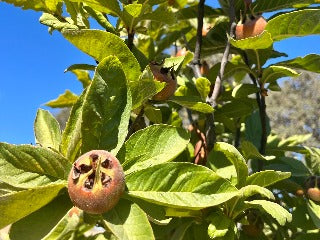 Medlar – Trees of Antiquity