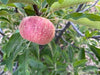 Rubaiyat  Apple Tree
