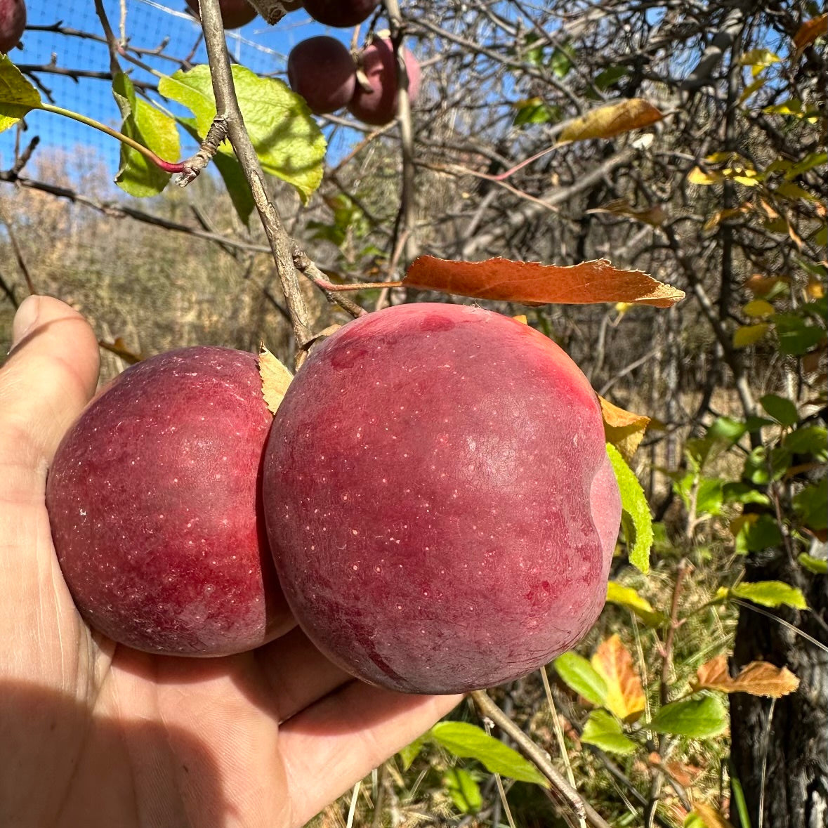 Two red apples held in a hand with a natural background of trees and sky.