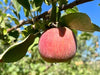 Snow Fameuse Apple