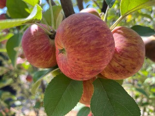 A cluster of medium-sized Starkey apples with yellow-green skin flushed with red, hanging on a tree.