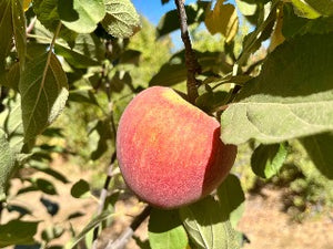 Stayman Winesap Apple