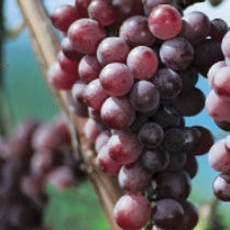 Close-up of a cluster of red grapes on a vine