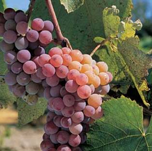 Bunches of pink grapes on a vine with green leaves.
