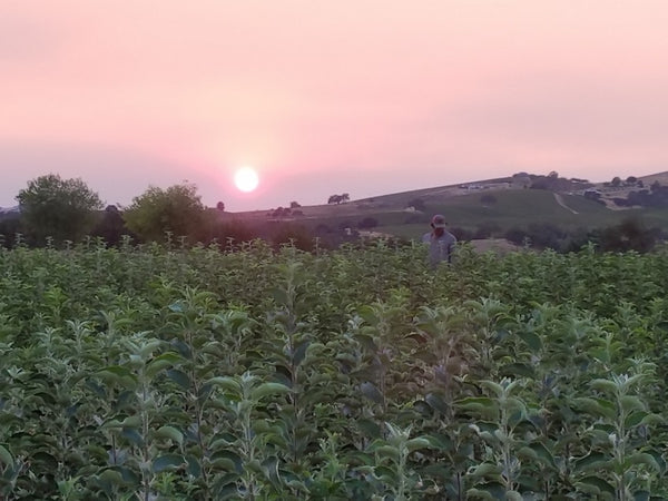 Neil Collins Trees of Antiquity