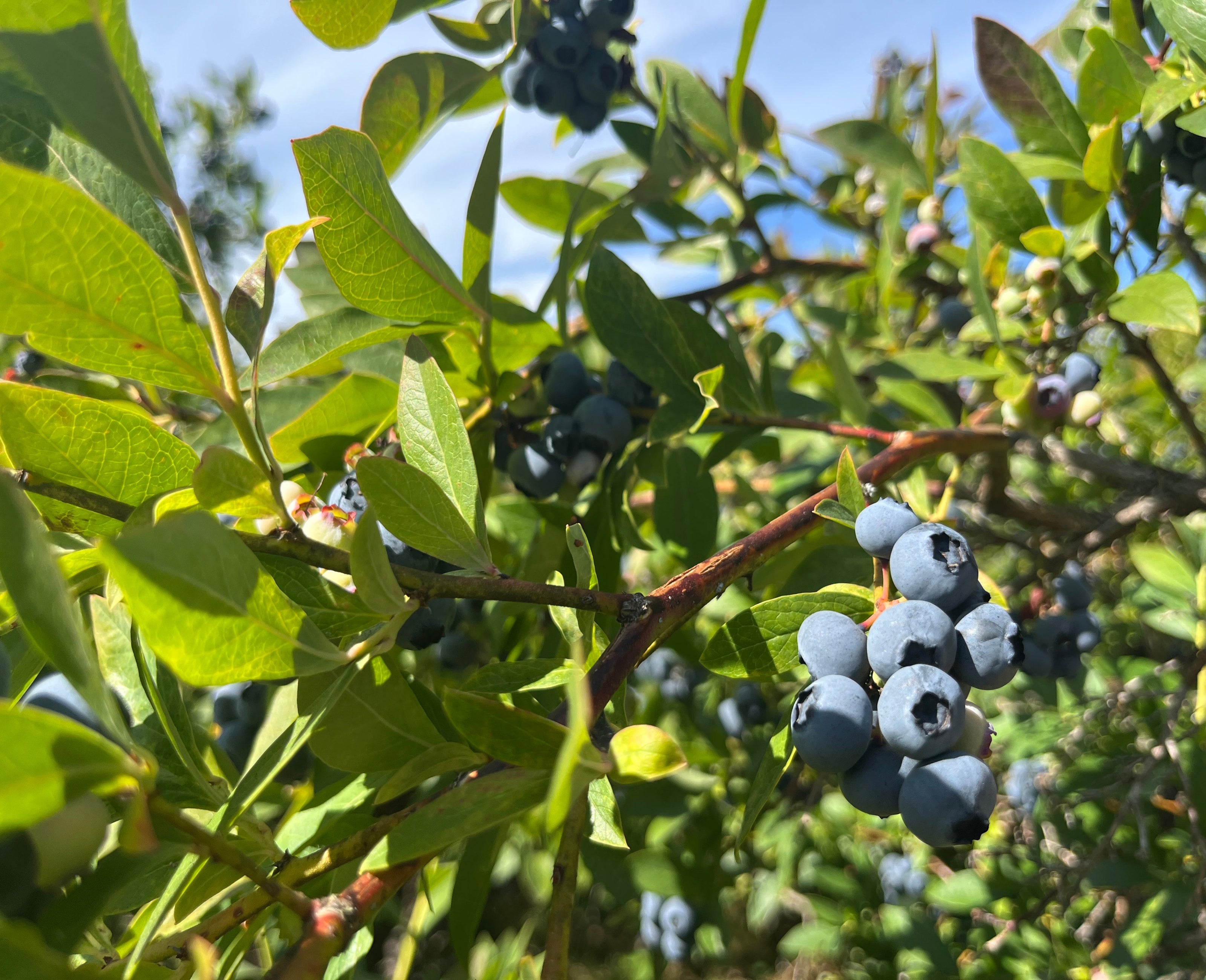 Blueberries on a bush with green leaves against a blue sky