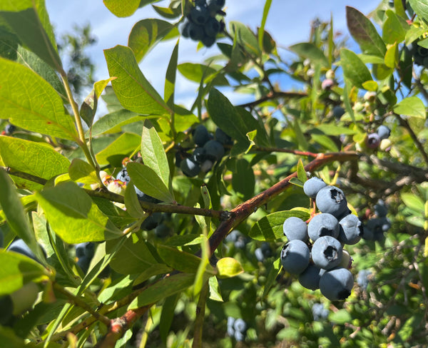 Blueberries on a bush with green leaves against a blue sky