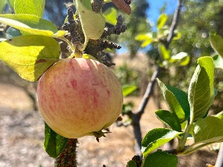 Sweet Bough Apple