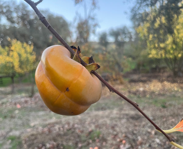 Orange fruit on a branch with a blurred background of trees and ground