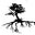 www.treesofantiquity.com