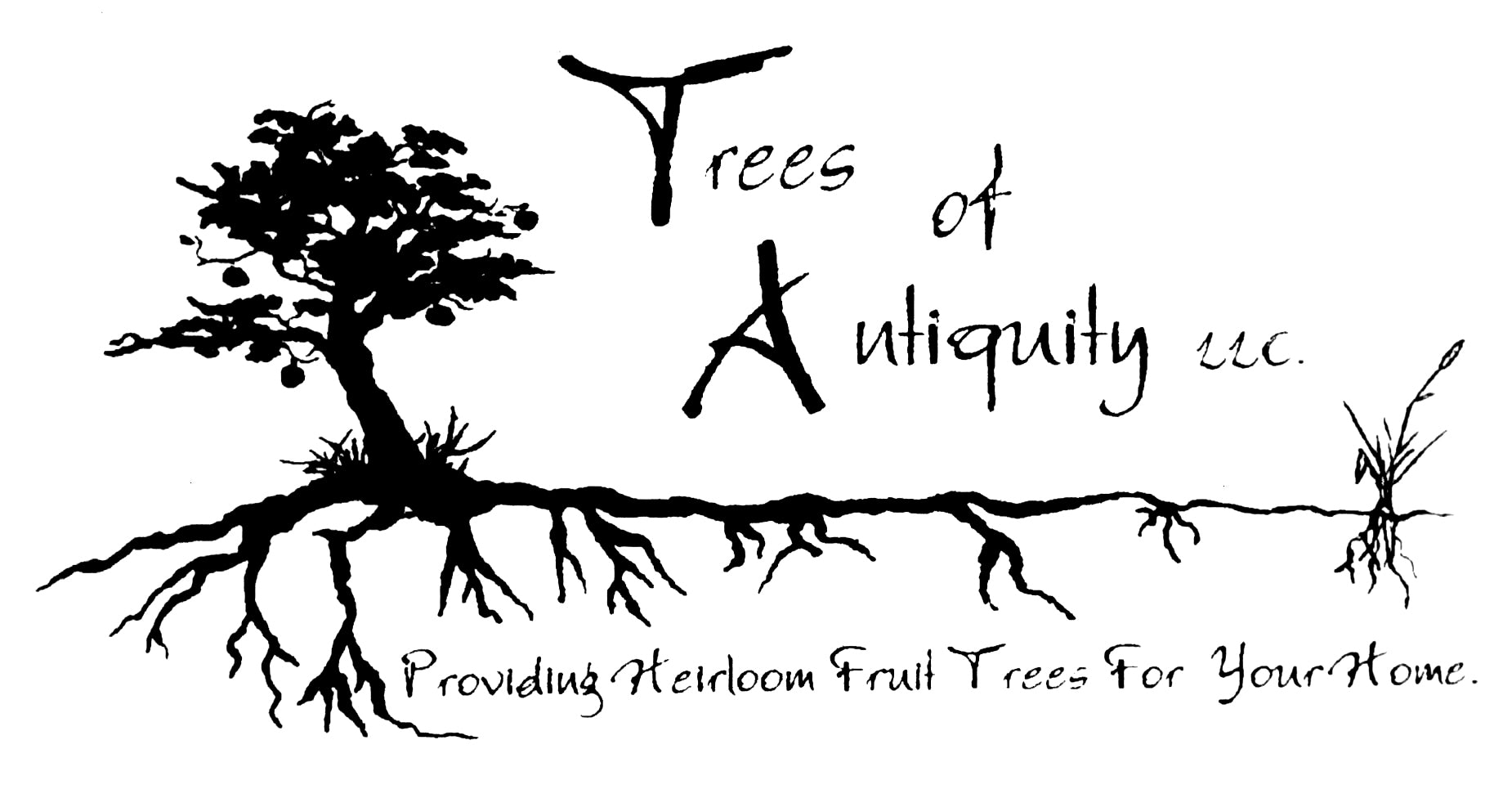 Trees of Antiquity Heirloom fruit trees