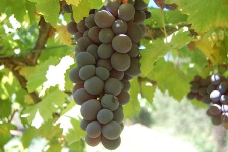 Bunch of grapes hanging from a grapevine with green leaves.