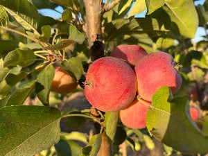 Vixen Apple Tree