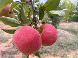 Waltana Apple Tree