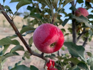 Wealthy Apple Tree